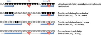 Epigenetic biomarkers for animal welfare monitoring